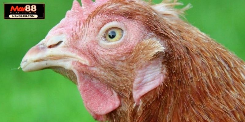 Bệnh ký sinh trùng đường máu ở gà thường gặp